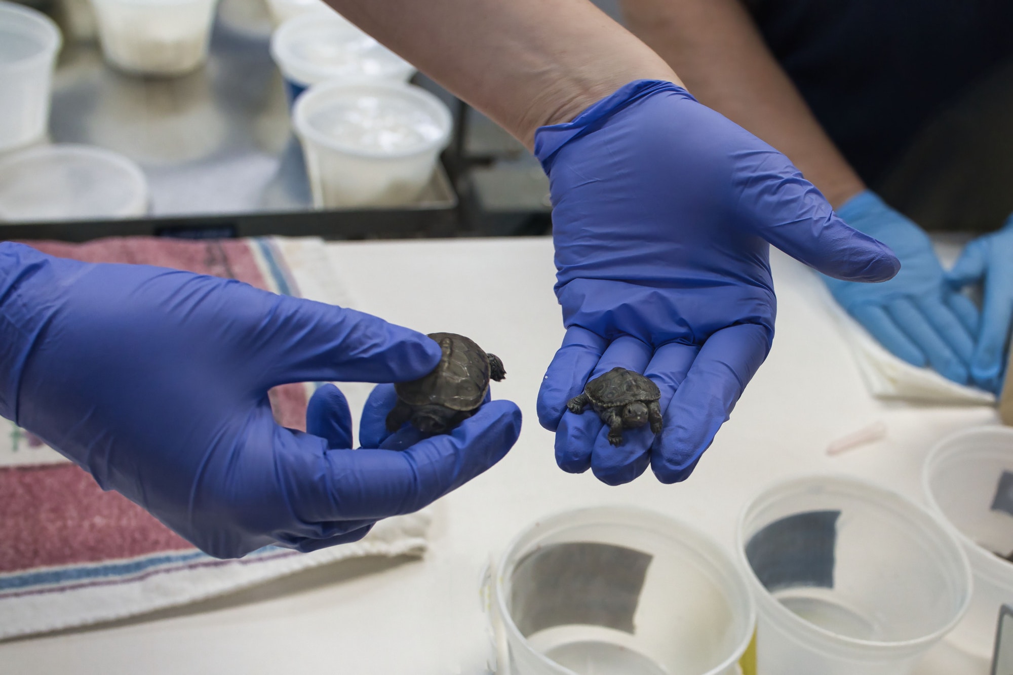 Closeup of baby sea turtles in a veterinary hospital, being held by a worker in medical gloves.