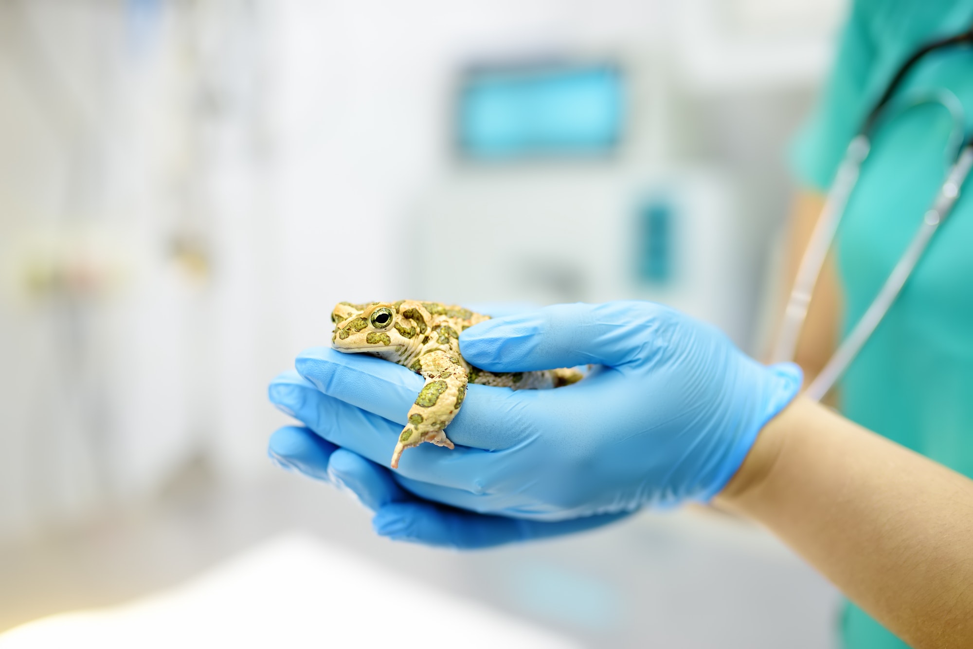 Veterinarian examines a toad in a veterinary clinic. Exotic animals. Health of pet. Animal care.