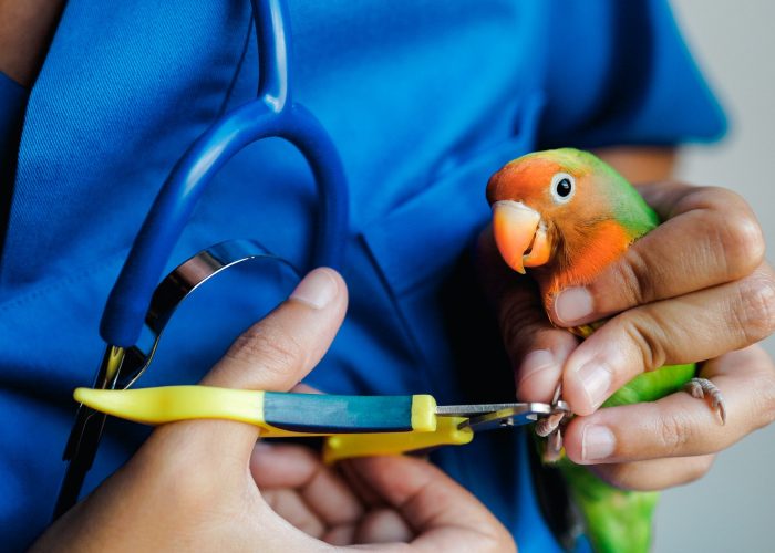 exotic-veterinarian-trim-parrot-love-bird-nails-tropical-companion-animals.jpg