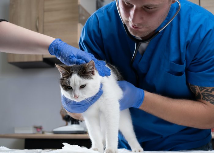 veterinary-doctor-examining-a-sick-cat-with-stethoscope-in-a-vet-clinic.jpg