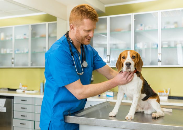 veterinary-examing-cute-beagle-dog-at-clinic.jpg